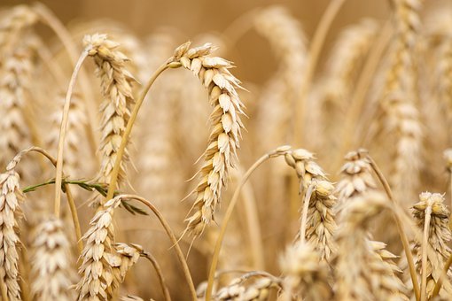 Россия снизила экспорт пшеницы на 18%
