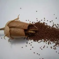 Фотография продукта Семена махорки и табака