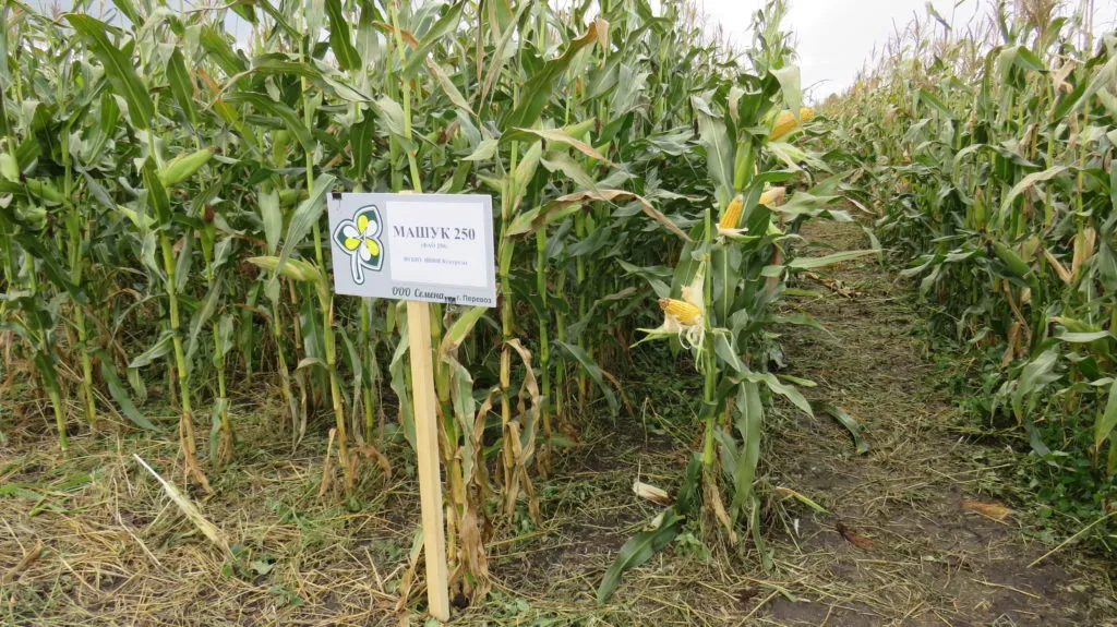 семена кукурузы Машук 250 ВНИИ Кукурузы в Нижнем Новгороде