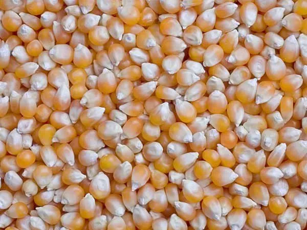 кукуруза, зерно продаем франко-вагон fca в Краснодаре