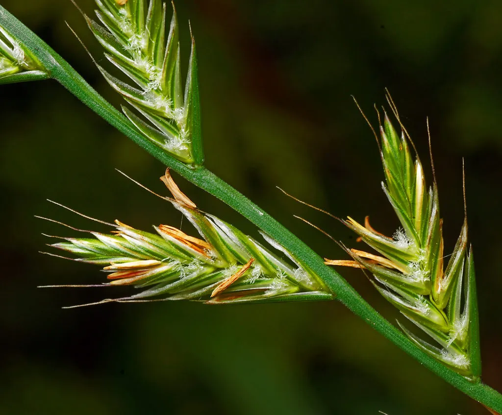 фотография продукта Семена злаковых трав