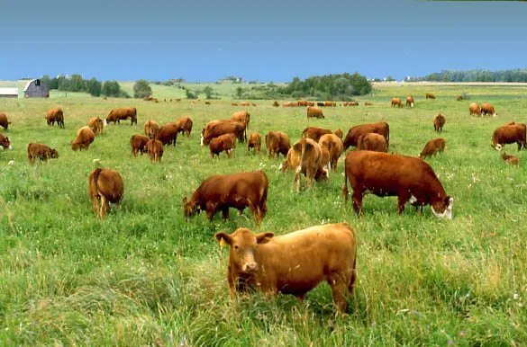 фотография продукта травосмеси из многолетних трав