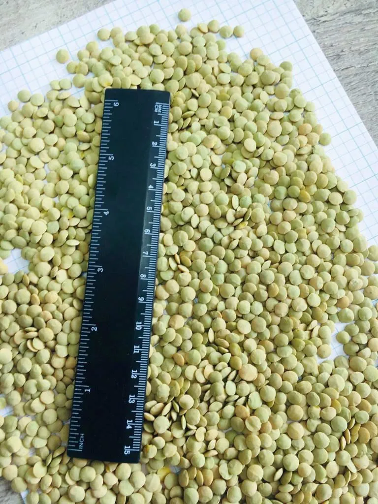 фотография продукта Чечевица зеленая урожай 2019