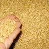 пшеница фуражная в Балашихе