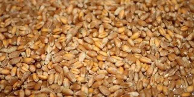 Фуражное зерно в Костромской области в Костроме 2