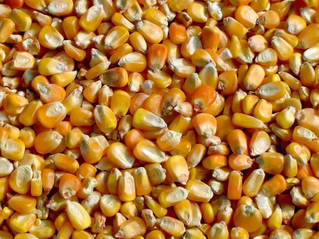  Фуражное зерно в Смоленской области в Смоленске