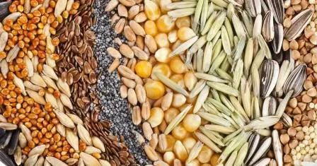 фотография продукта  зерно, семена, шрот