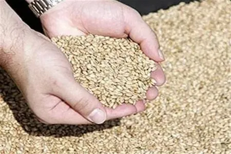 фураж: ячмень пшеница в Барнауле
