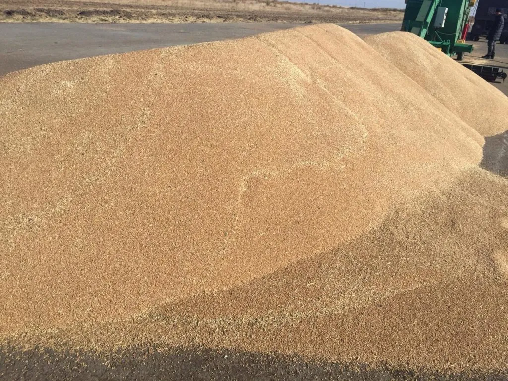 пшеница,ячмень,рапс,лен, нут в Казахстане