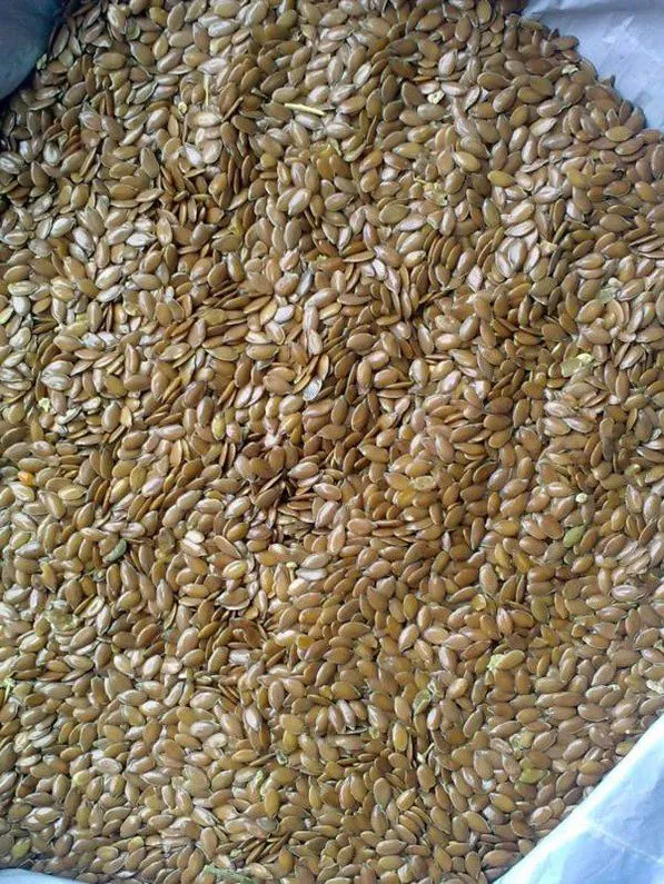 фотография продукта  семена льна масличного 