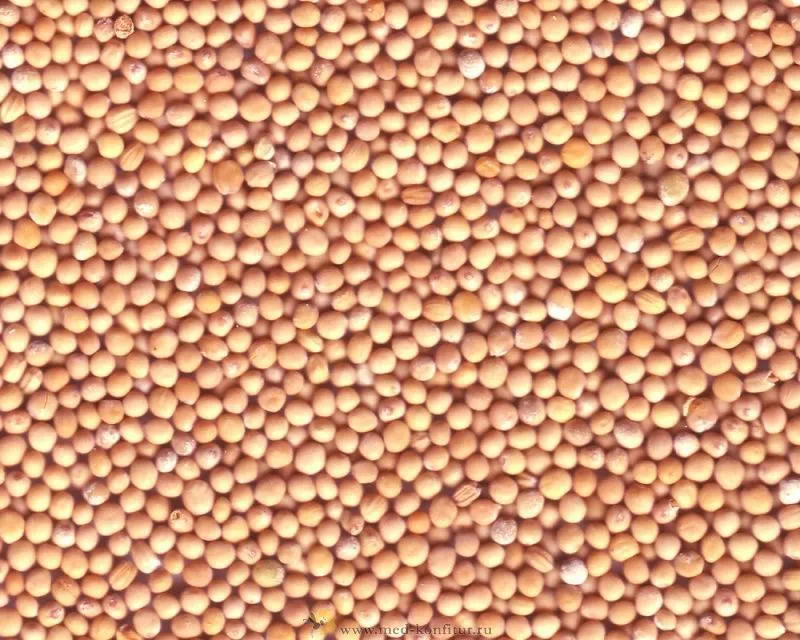 фотография продукта Семена горчицы белой