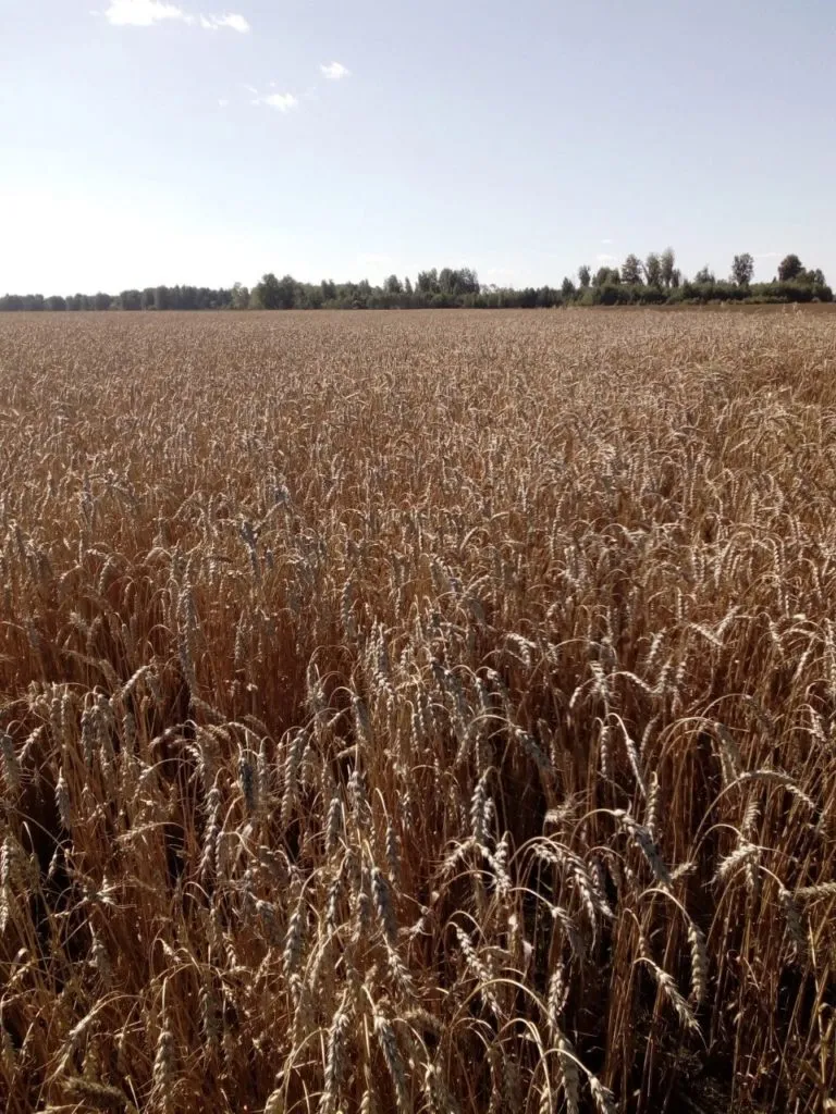 фотография продукта Семена пшеницы сорт "Омская 36" элита.
