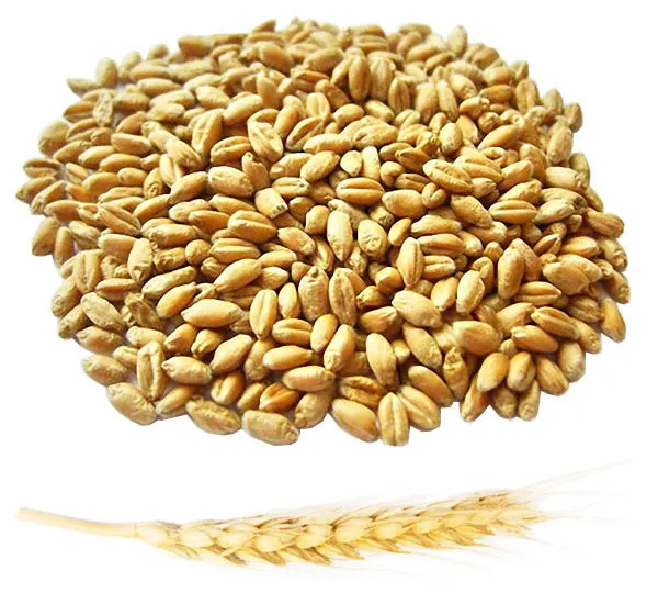 фотография продукта Покупаем пшеницу, ячмень, горох.