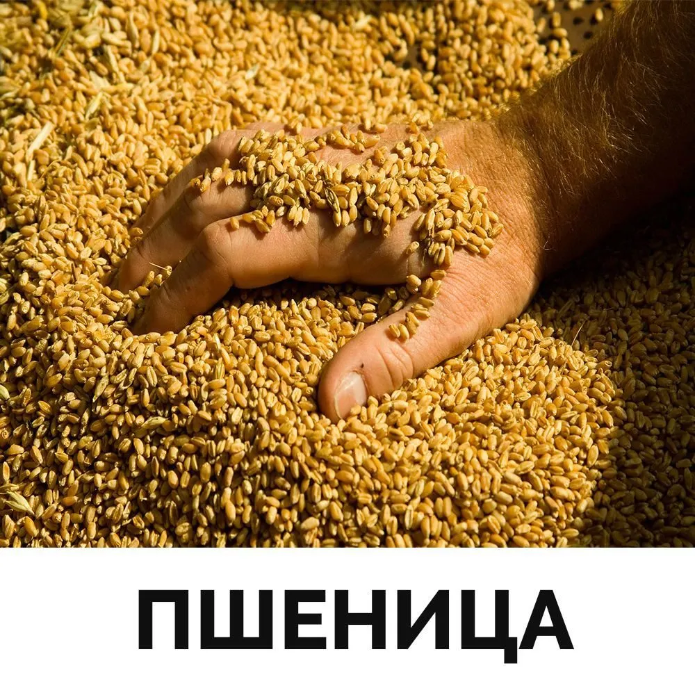 Фотография продукта Пшеница. Клейк. 17...руб./кг. 