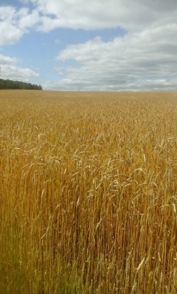 фотография продукта Семена пшеницы сорт Омская 36 элита