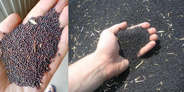 rapeseeds - 18000 tons - China в Китае