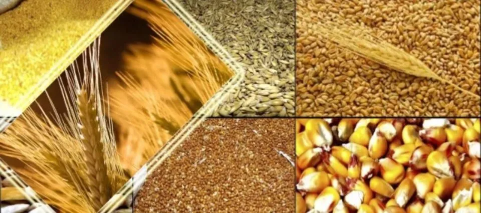 фотография продукта Пшеница,Кукуруза,Гречиха,Горох, Ячм и др