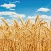 пшеница фуражная только РБ в Республике Беларусь