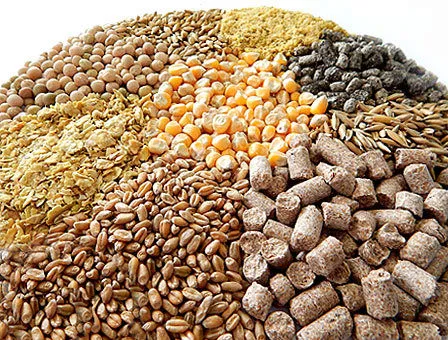 закупаем кормовые пшеницу горох кукурузу в Перми