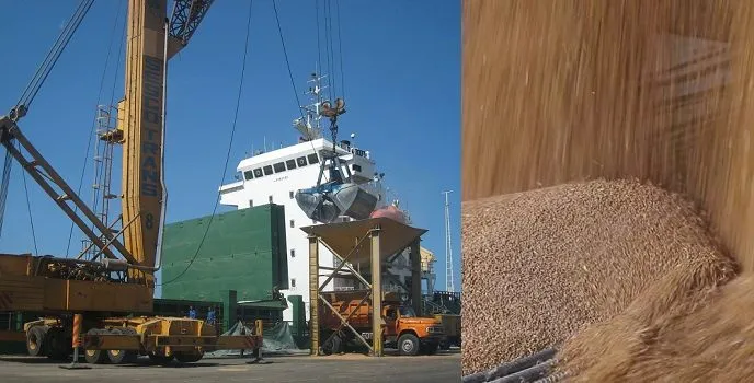 milling wheat - 55000 tons - Oman в Омане