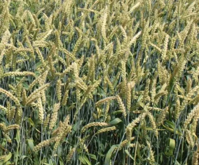 фотография продукта Семена озимой пшеницы сорт баграт эс/рс1