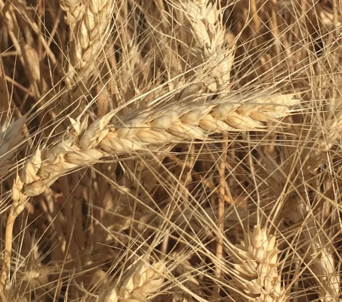 фотография продукта Семена озимой мягкой пшеницы  лидия эс