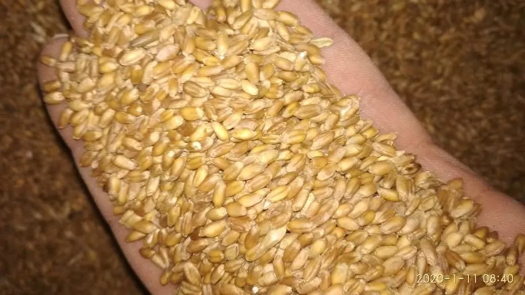 фотография продукта Пшеница продовольственная