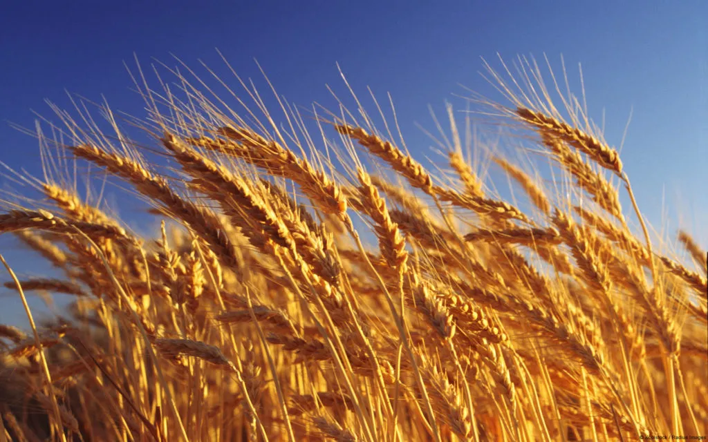 фотография продукта Пшеница,ячмень,овес,кукуруза,овес,жмых