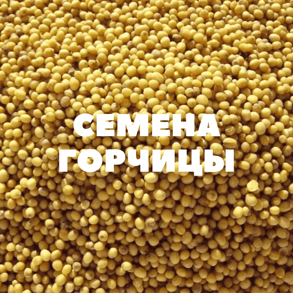 фотография продукта Семена горчицы на посев