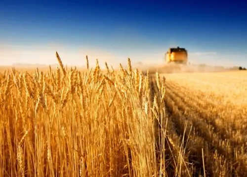 фотография продукта Зерновые культуры(Пшеница,Овёс,Ячмень)  