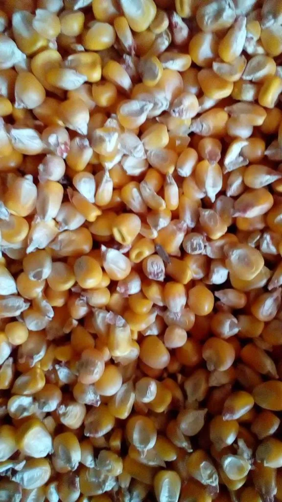 фотография продукта кукурузу оптом