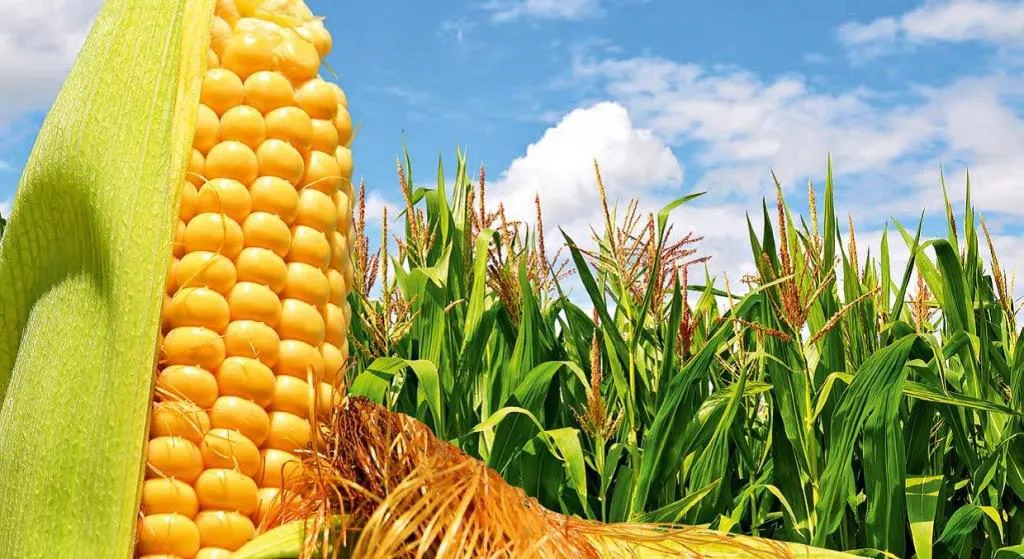 фотография продукта Купим кукурузу продовольственную 