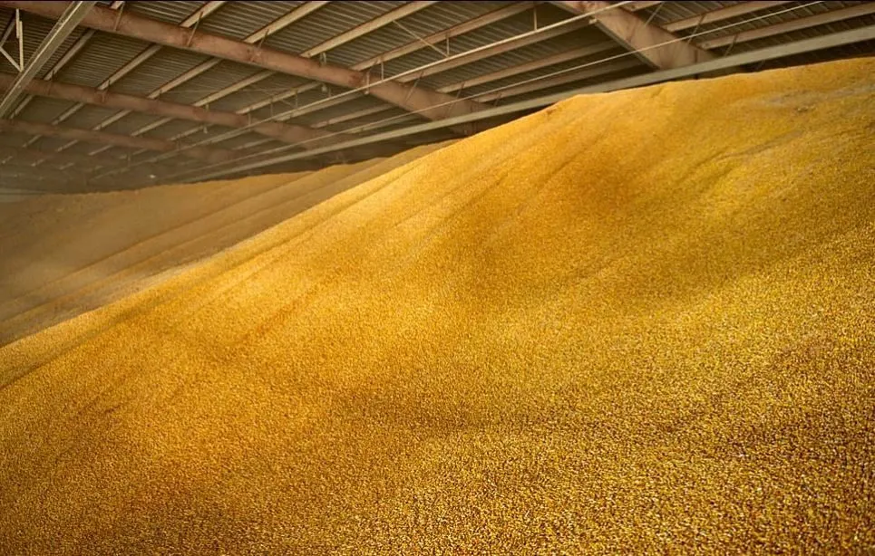 фотография продукта Кукуруза оптом большие объёмы 10000 тонн