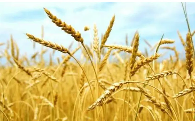 фотография продукта Семена озимой пшеницы