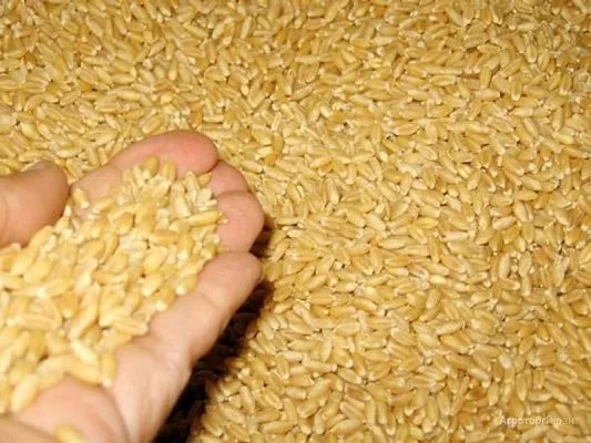 фотография продукта Пшеница протеин 12.50 - Казахстан