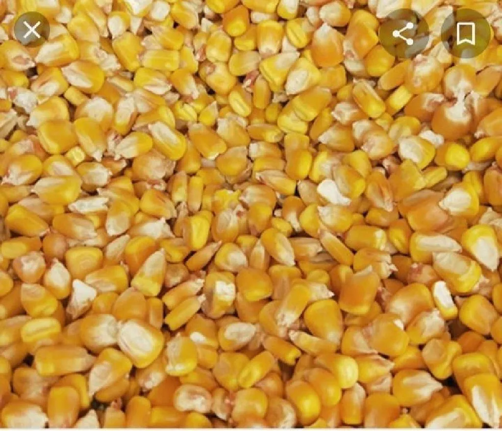 фотография продукта Кукурузу в ЮФО