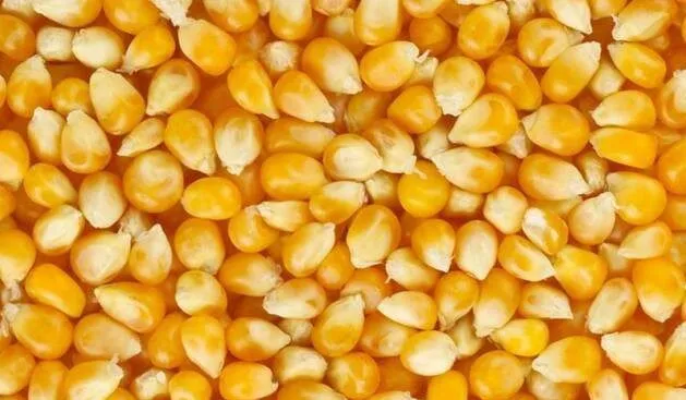 фотография продукта Фуражная кукуруза