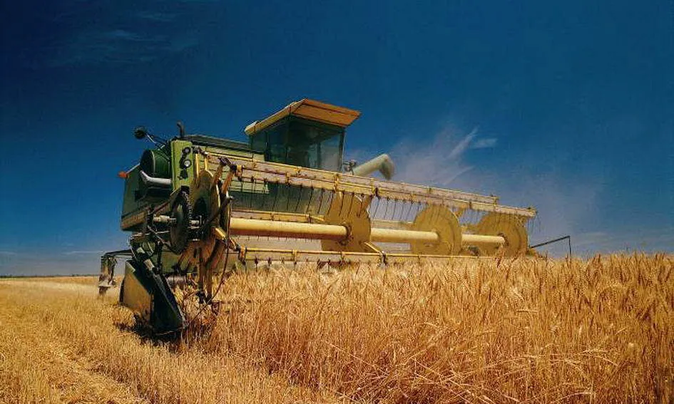 фотография продукта зерно в крупном объеме