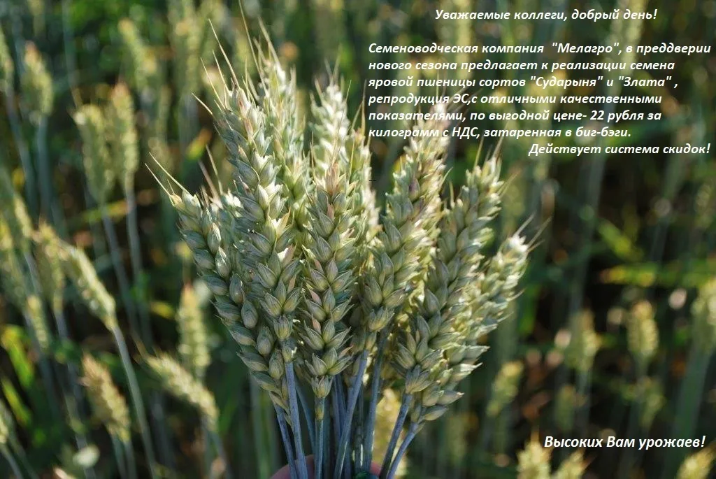 фотография продукта Семена яровой пшеницы