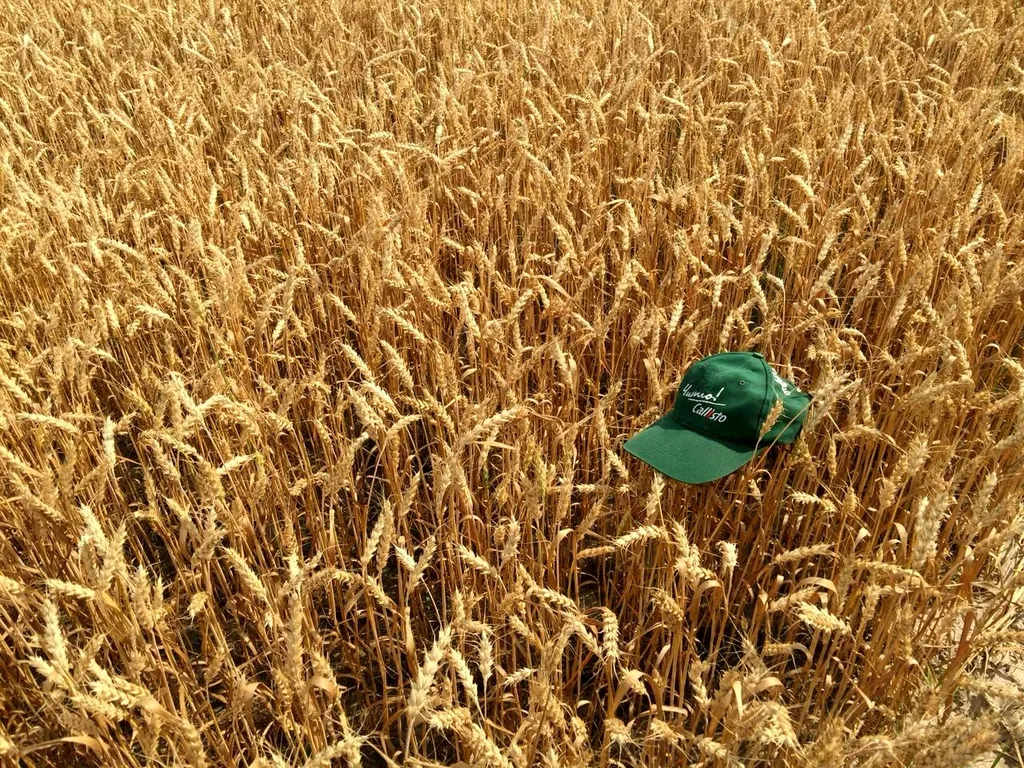фотография продукта Семена озимой пшеницы эс, сорт "мера"