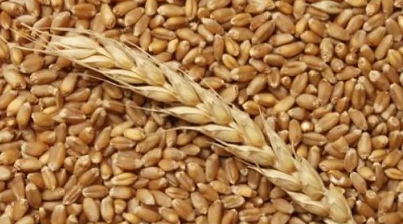 фотография продукта  пшеница 100 тонн 