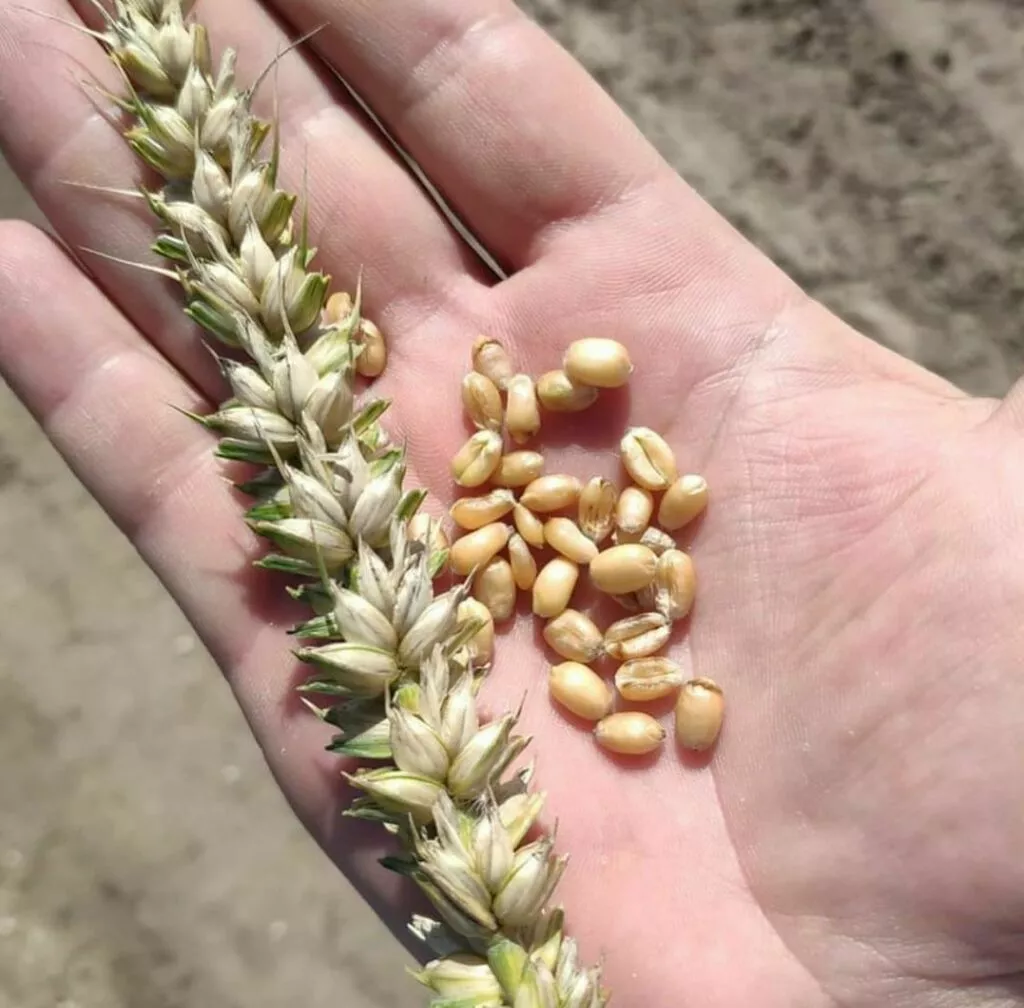 семена пшеница  дарья, супер элита  в Республике Беларусь