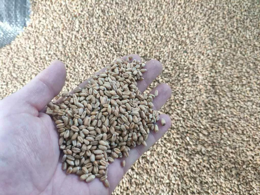 семена пшеницы сорт дарья,1репродукция   в Республике Беларусь