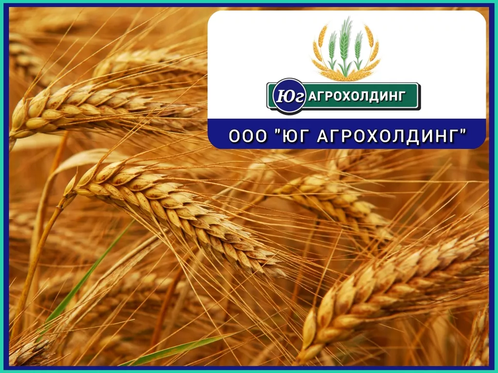 фотография продукта Пшеница 3,4,5 класс. ростов и азов.