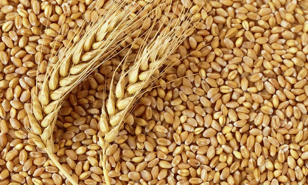 фотография продукта Пшеница, мука