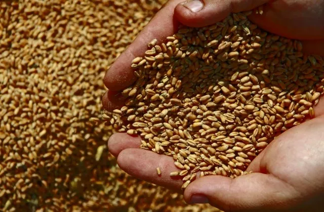 фотография продукта Пшеница/пшеница твердая экспорт