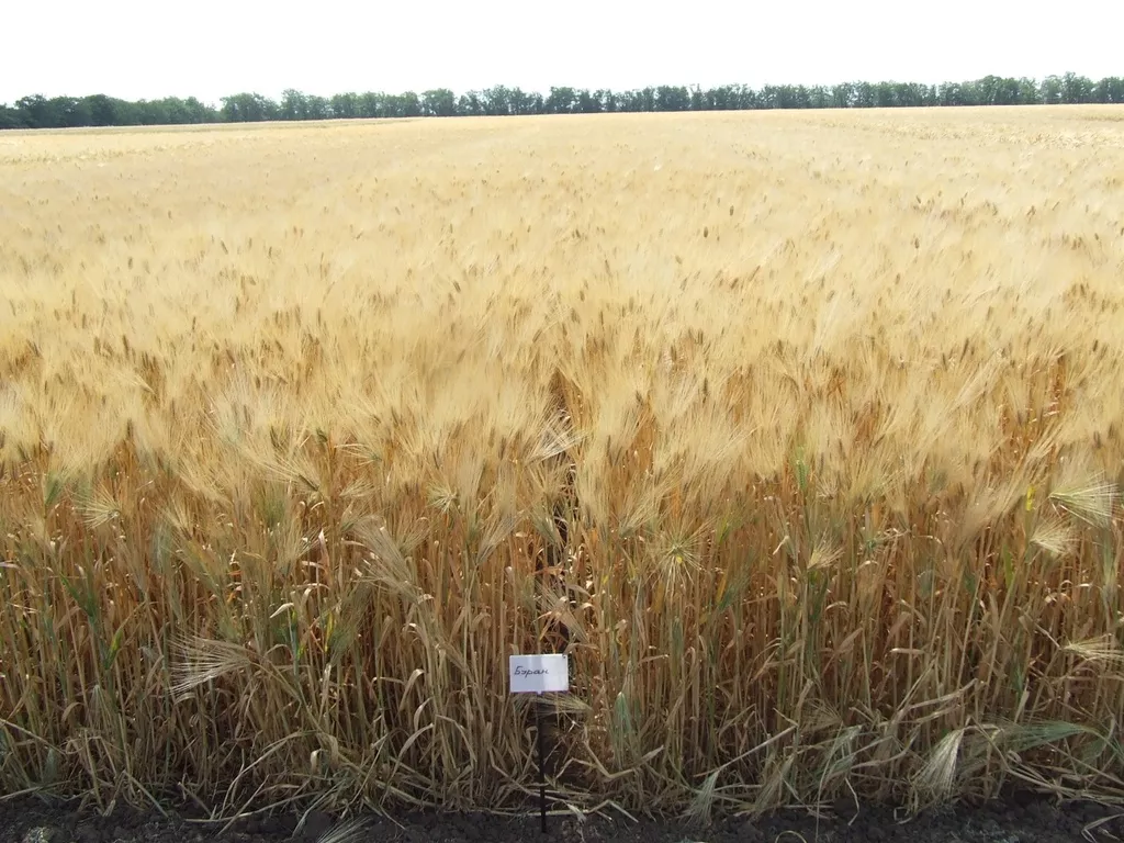 фотография продукта Пшеница яровая "буран" рс1, рс2