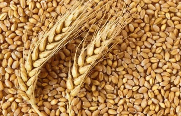 фотография продукта Пшеницу 5 кл в объеме 1000 тн