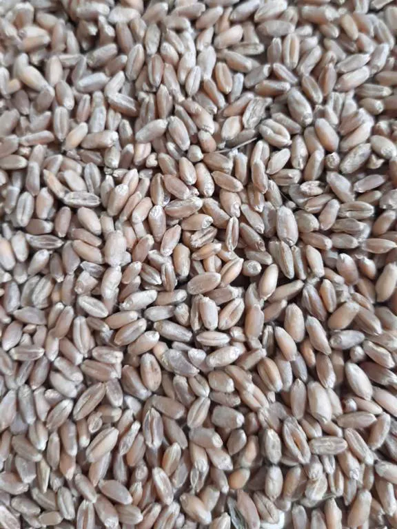 фотография продукта Пшеница 3-4кл большие объемы