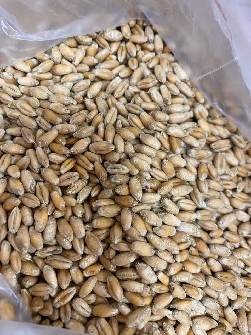 фотография продукта Семена пшеницы злата 